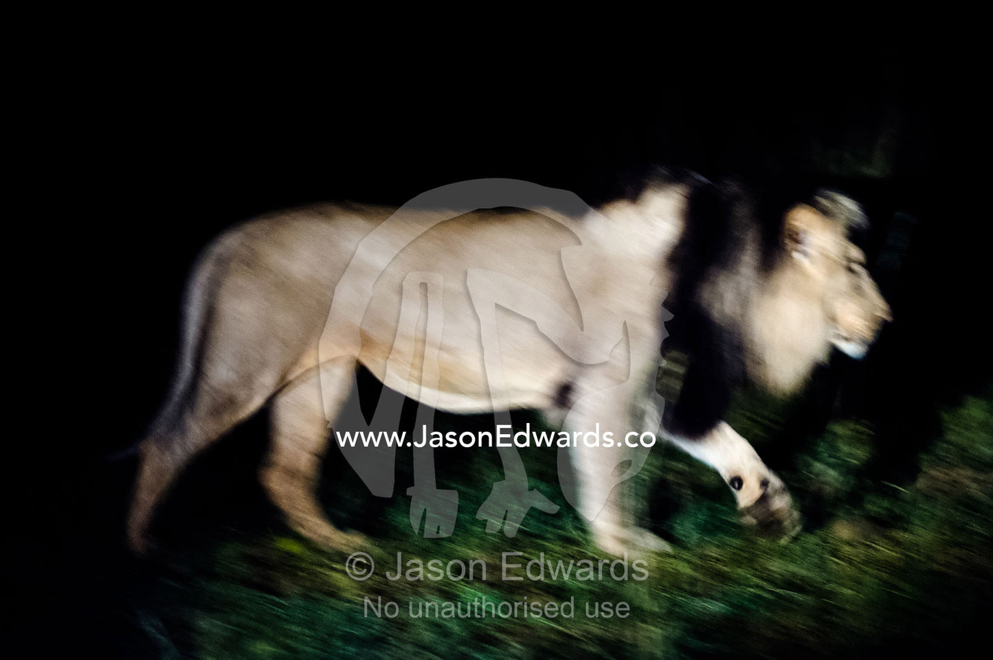 A dominant male African Lion stalks the veld at night under spotlight. Waterberg Mountains, Entabeni Game Reserve, Limpopo Province, South Africa.