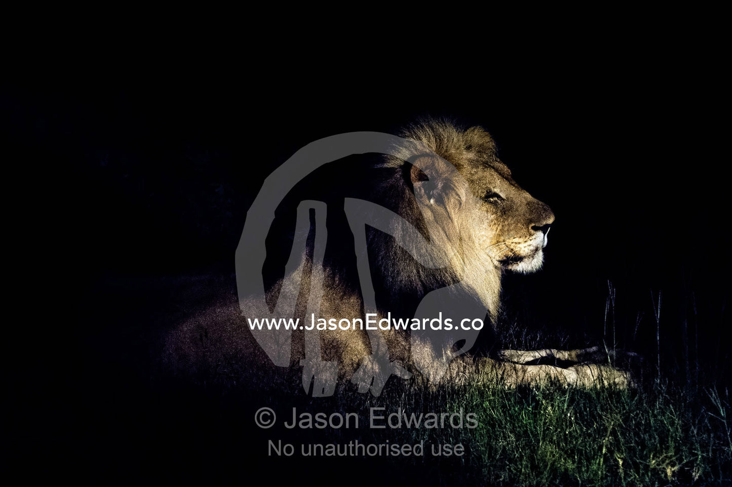 A dominant male African Lion stares into the darkness on the veld. Waterberg Mountains, Entabeni Game Reserve, Limpopo Province, South Africa.