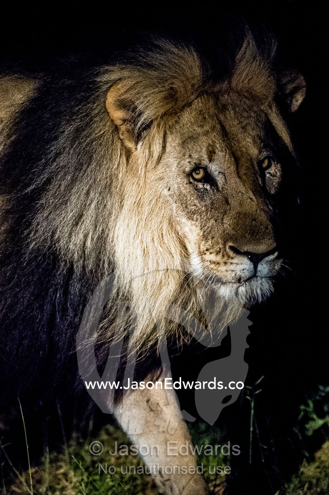 A dominant male African Lion stares into the darkness on the veld. Waterberg Mountains, Entabeni Game Reserve, Limpopo Province, South Africa.