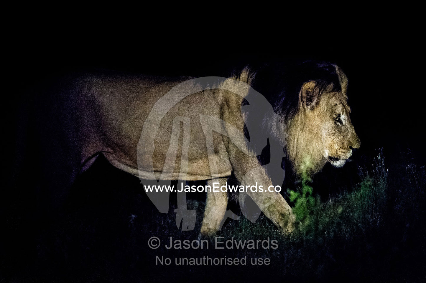 A dominant male African Lion stares into the darkness on the veld. Waterberg Mountains, Entabeni Game Reserve, Limpopo Province, South Africa.