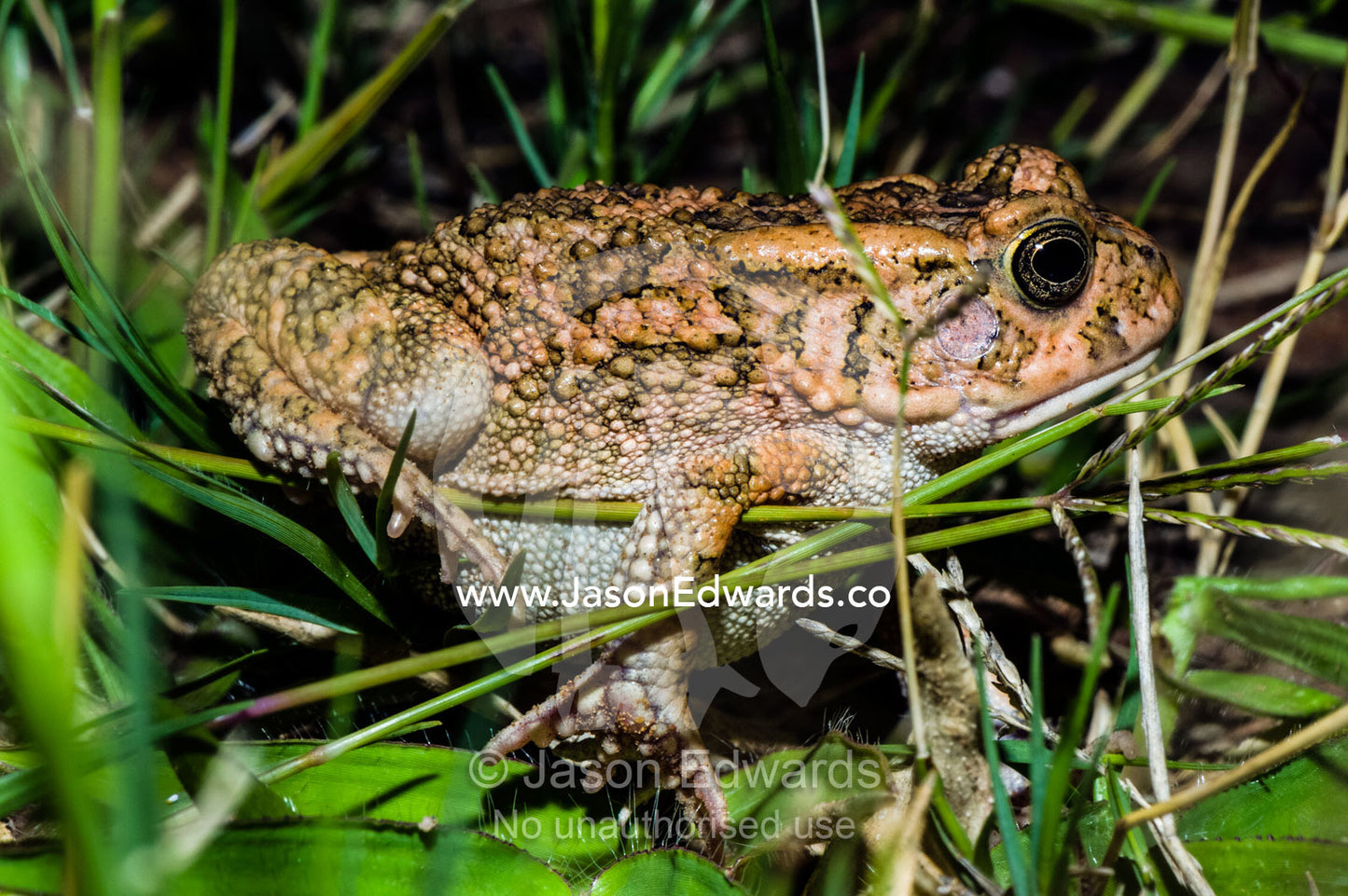 A Guttural Toad moving between blades of grass on a savannah plain. Waterberg Mountains, Entabeni Game Reserve, Limpopo Province, South Africa.