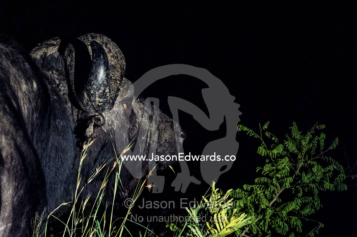 An old bull African Buffalo stares into the darkness on the savannah. Waterberg Mountains, Entabeni Game Reserve, Limpopo Province, South Africa.