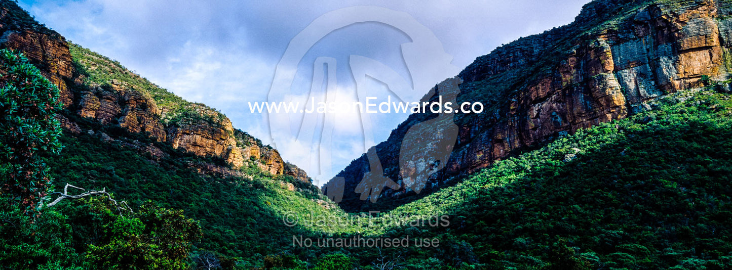 A dense forest fills a rugged gorge between towering cliff faces. Waterberg Mountains, Entabeni Game Reserve, Limpopo Province, South Africa.
