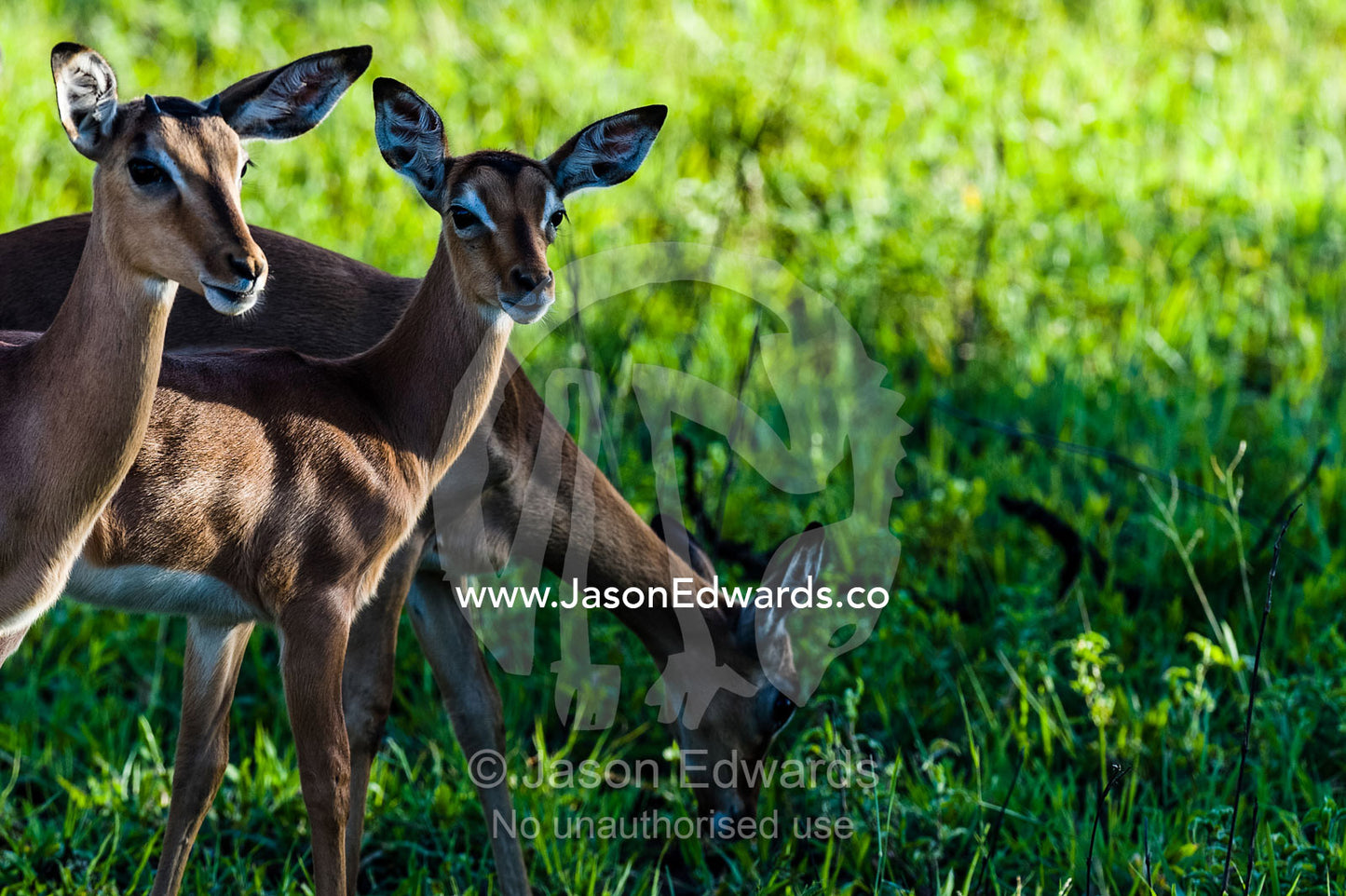 Young Impala feeding on new grasses on a floodplain. Kruger National Park, Manyeleti Game Reserve, Limpopo Province, Mpumalanga Province, South Africa.