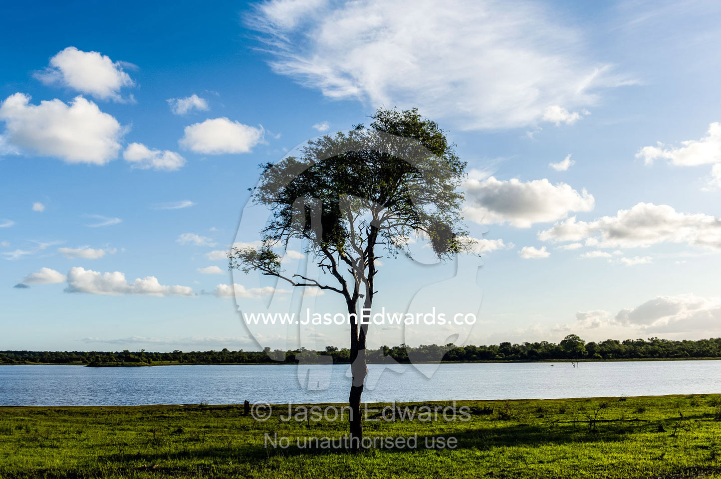 A solitary tree on the shores of a large waterhole at sunset. Kruger National Park, Manyeleti Game Reserve, Limpopo Province, Mpumalanga Province, South Africa.