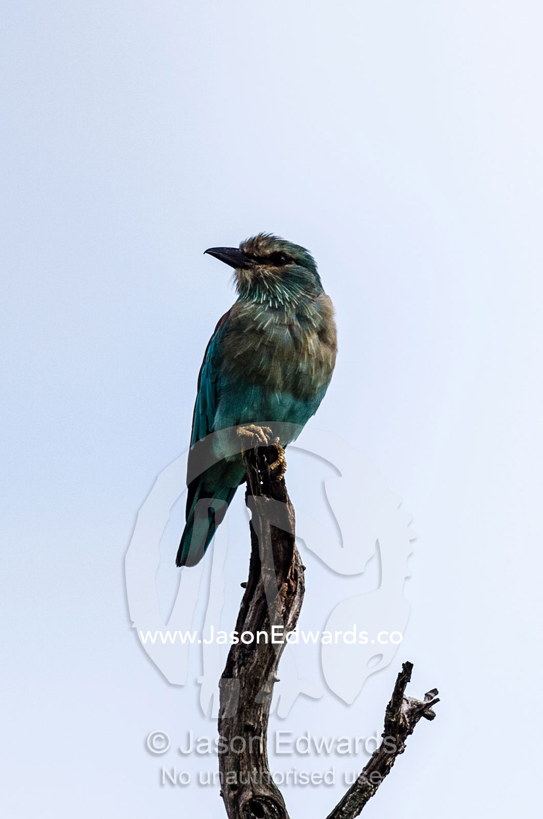 A European Roller displaying universal blue plumage roosts on a stag. Kruger National Park, Manyeleti Game Reserve, Limpopo Province, Mpumalanga Province, South Africa.