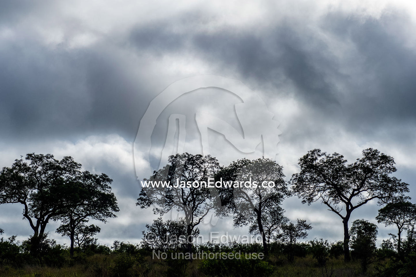 A stand of protected Leadwood trees silhouette beneath a stormy sky. Kruger National Park, Manyeleti Game Reserve, Limpopo Province, Mpumalanga Province, South Africa.