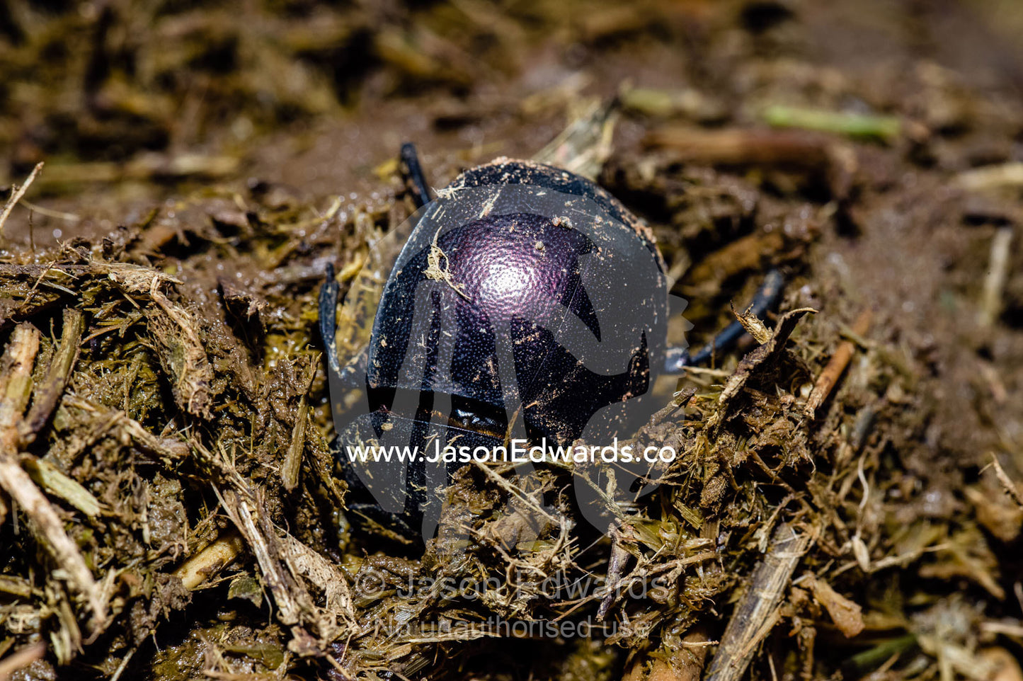 A Dung Beetle feeding on a fresh pile of African Buffalo dung. Kruger National Park, Manyeleti Game Reserve, Limpopo Province, Mpumalanga Province, South Africa.