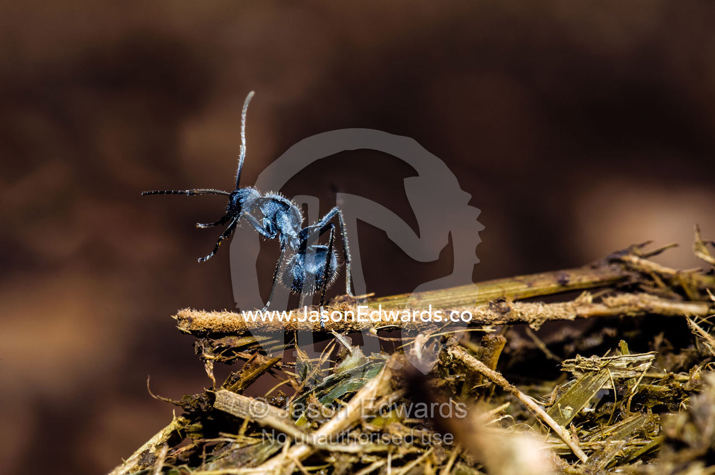 A Myrmicine Ant surveying a fresh pile of African Buffalo dung. Kruger National Park, Manyeleti Game Reserve, Limpopo Province, Mpumalanga Province, South Africa.