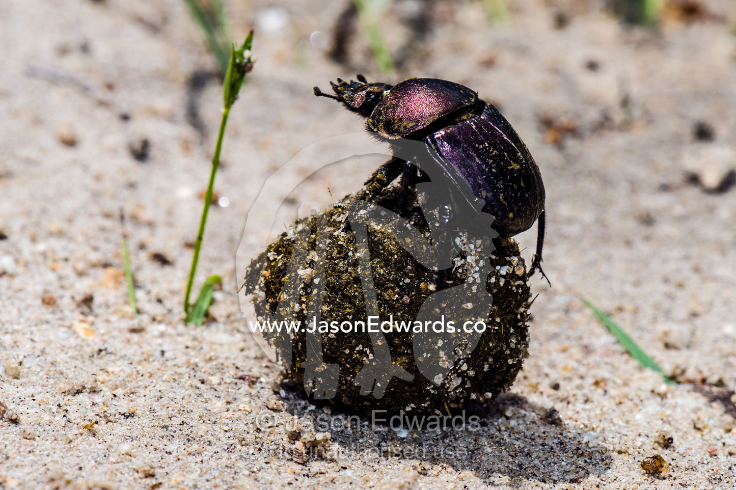 An African Dung Beetle rolling a ball of dung containing its eggs. Kruger National Park, Manyeleti Game Reserve, Limpopo Province, Mpumalanga Province, South Africa.
