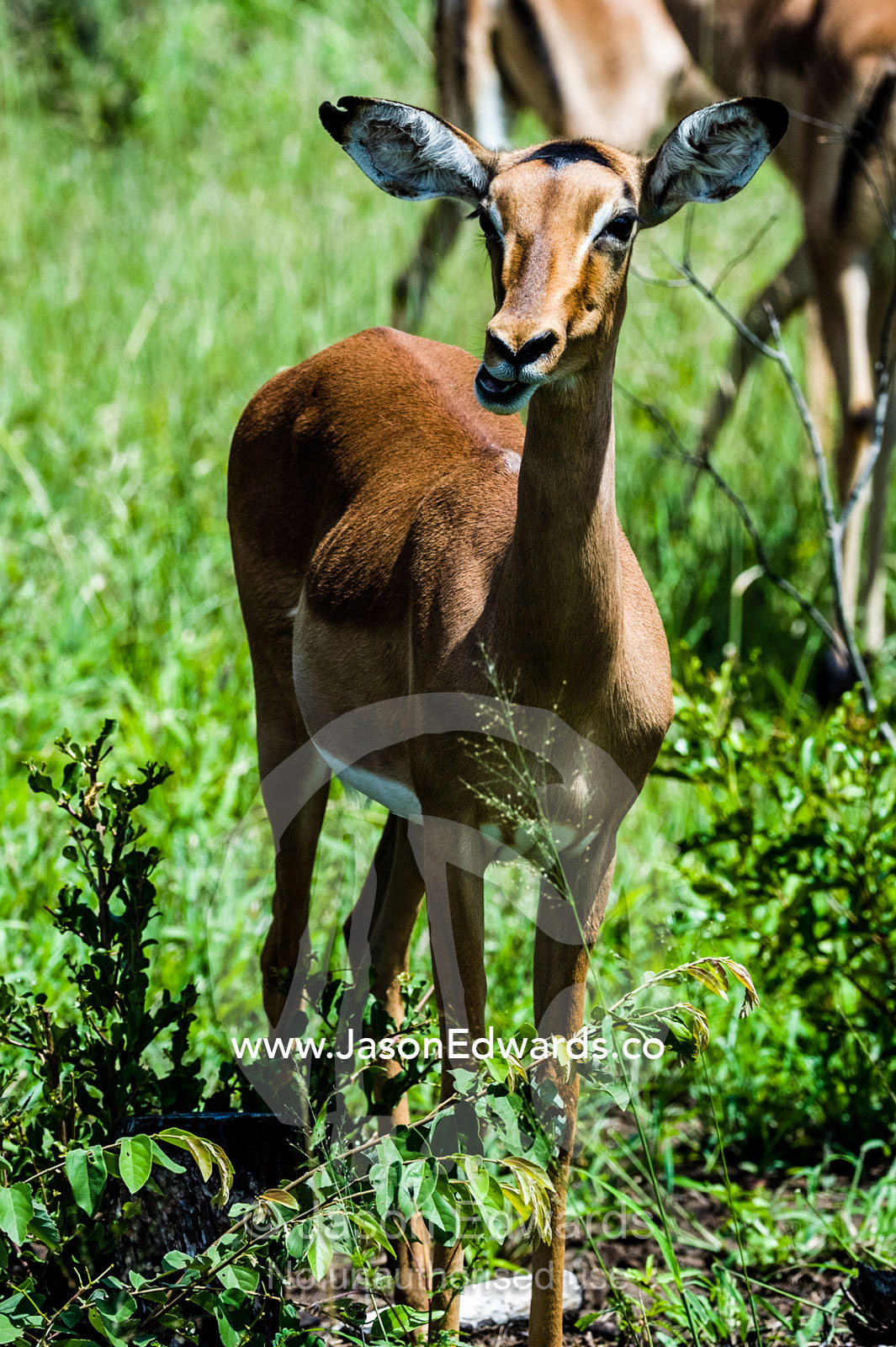 A female Impala chewing grass on a lush floodplain. Kruger National Park, Manyeleti Game Reserve, Limpopo Province, Mpumalanga Province, South Africa.