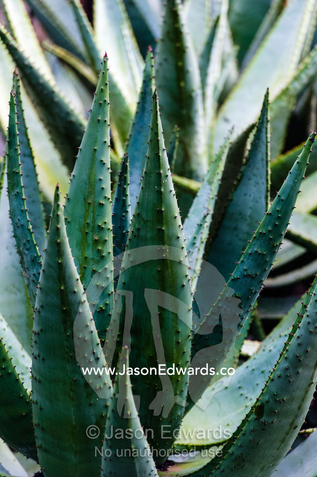 The sharp spines and thorns of an Aloe succulent in a garden. The Farm Inn, Pretoria, Gauteng Province, South Africa.