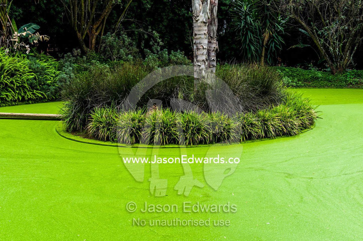 Aquatic plants and algae cover the water surface of a garden pond. Dark Chocolate Guest House, Pretoria, Gauteng Province, South Africa.