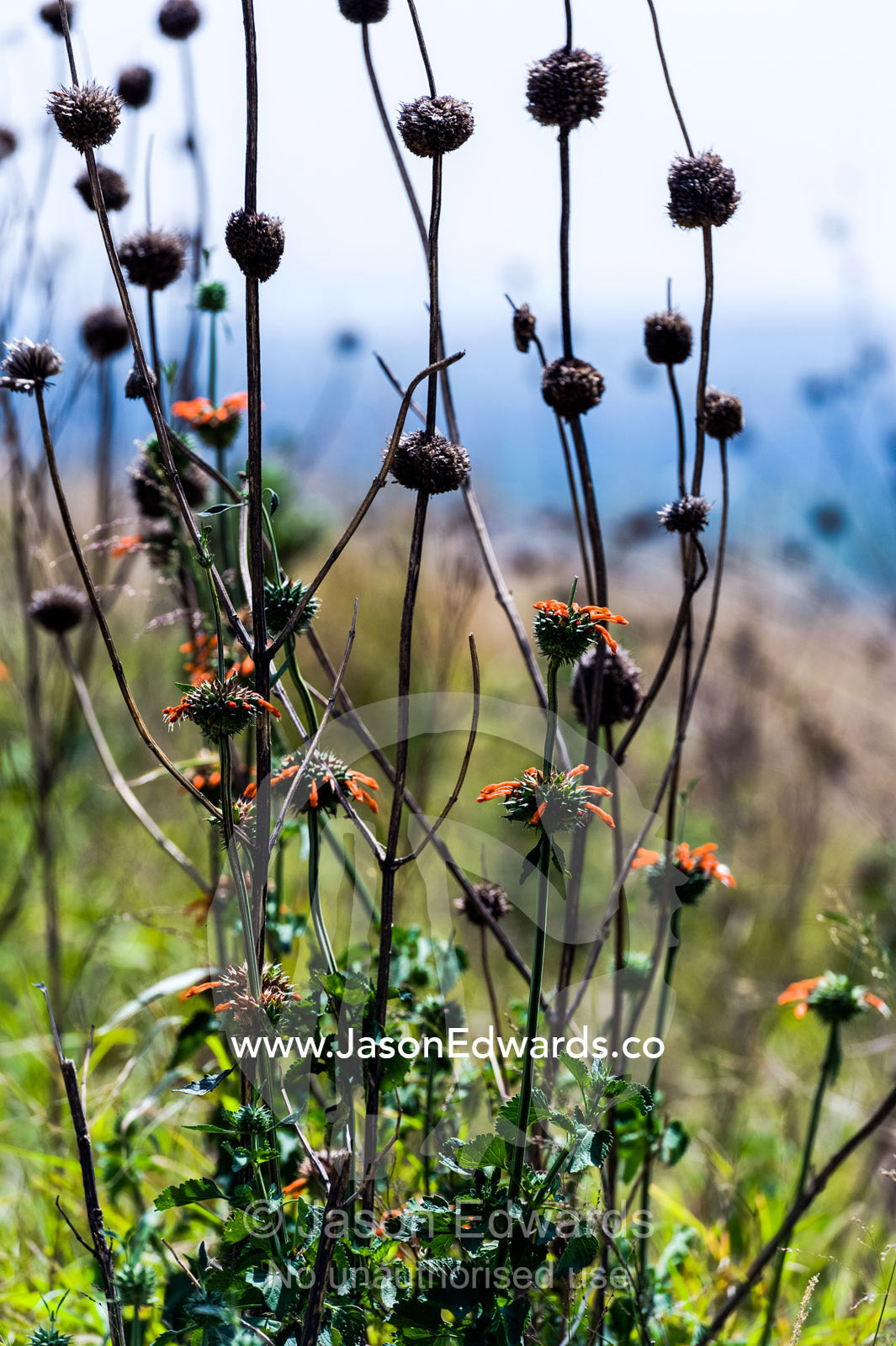 Dry flower heads of the Dombeya burgessiae, Pink Wild Pear plant. Waterkloof 101, Pretoria, Gauteng Province, South Africa.