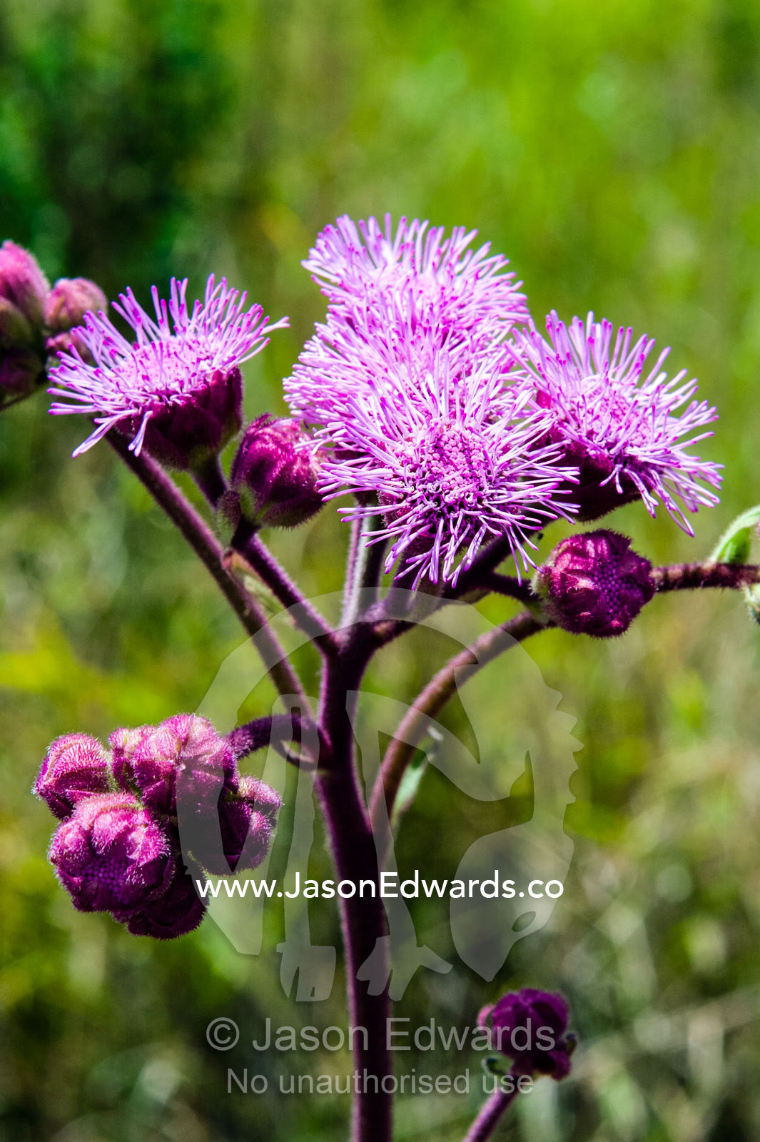 Vernonia oligocephala flowers are a favorite food of Rhinoceros. Waterkloof 101, Pretoria, Gauteng Province, South Africa.