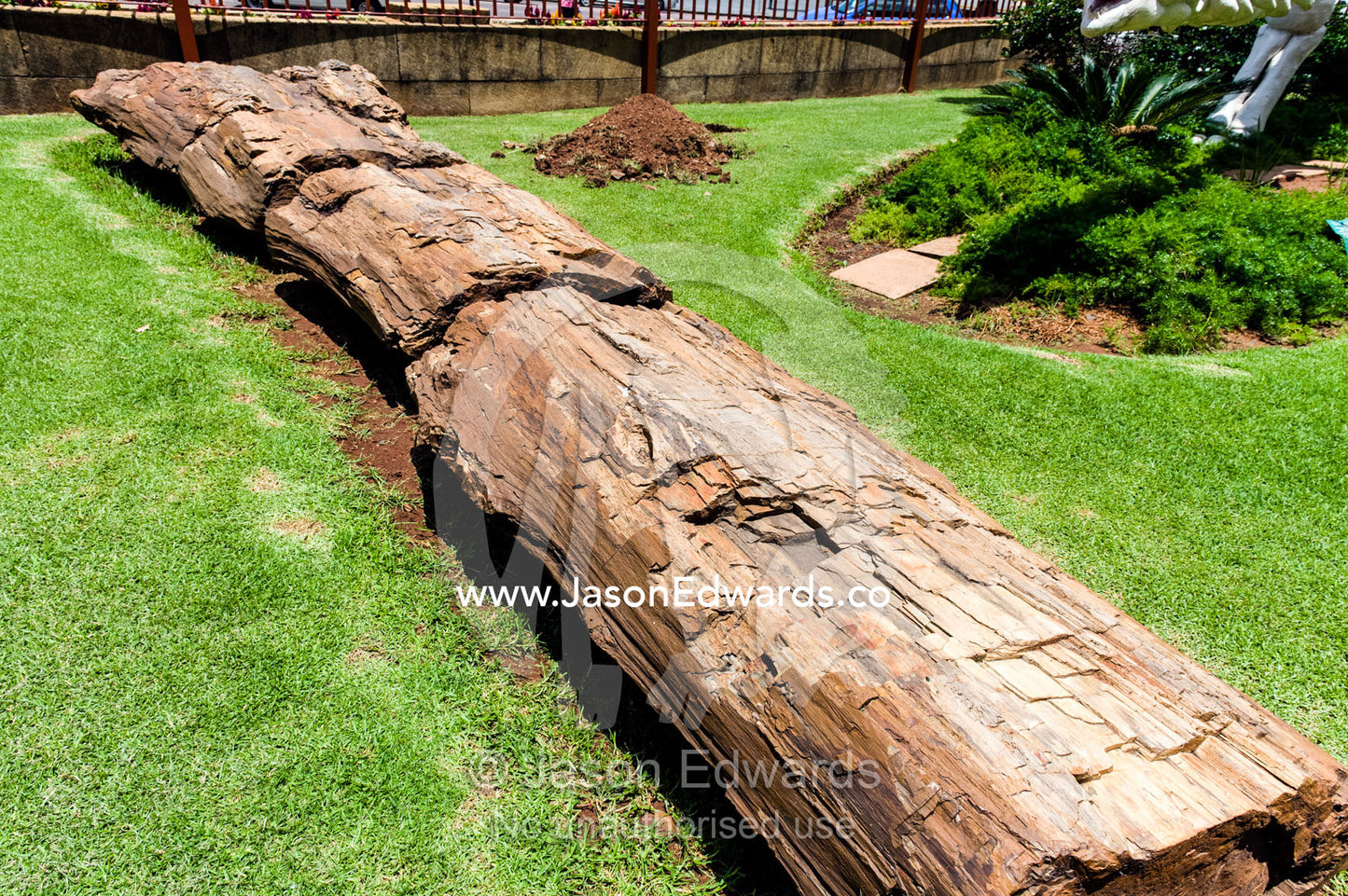 A petrified and fossilized tree trunk at the entrance to a museum. Transvaal Museum of Natural History, Pretoria, Gauteng Province, South Africa.