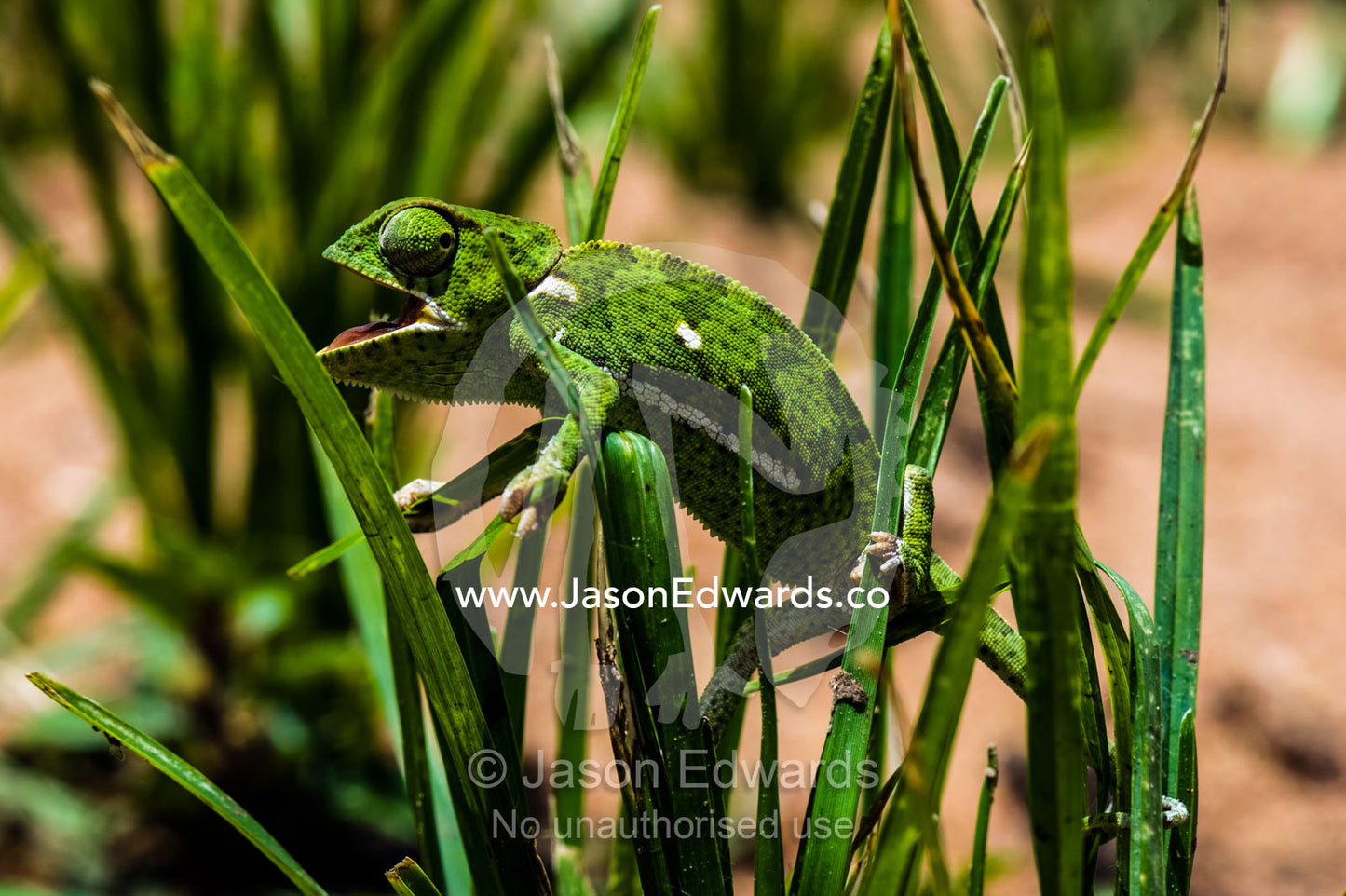 A Flap-necked Chameleon giving a threat display from a grass tussock. Kruger National Park, Manyeleti, Shalati Village, Mnisi Community, Limpopo, South Africa.