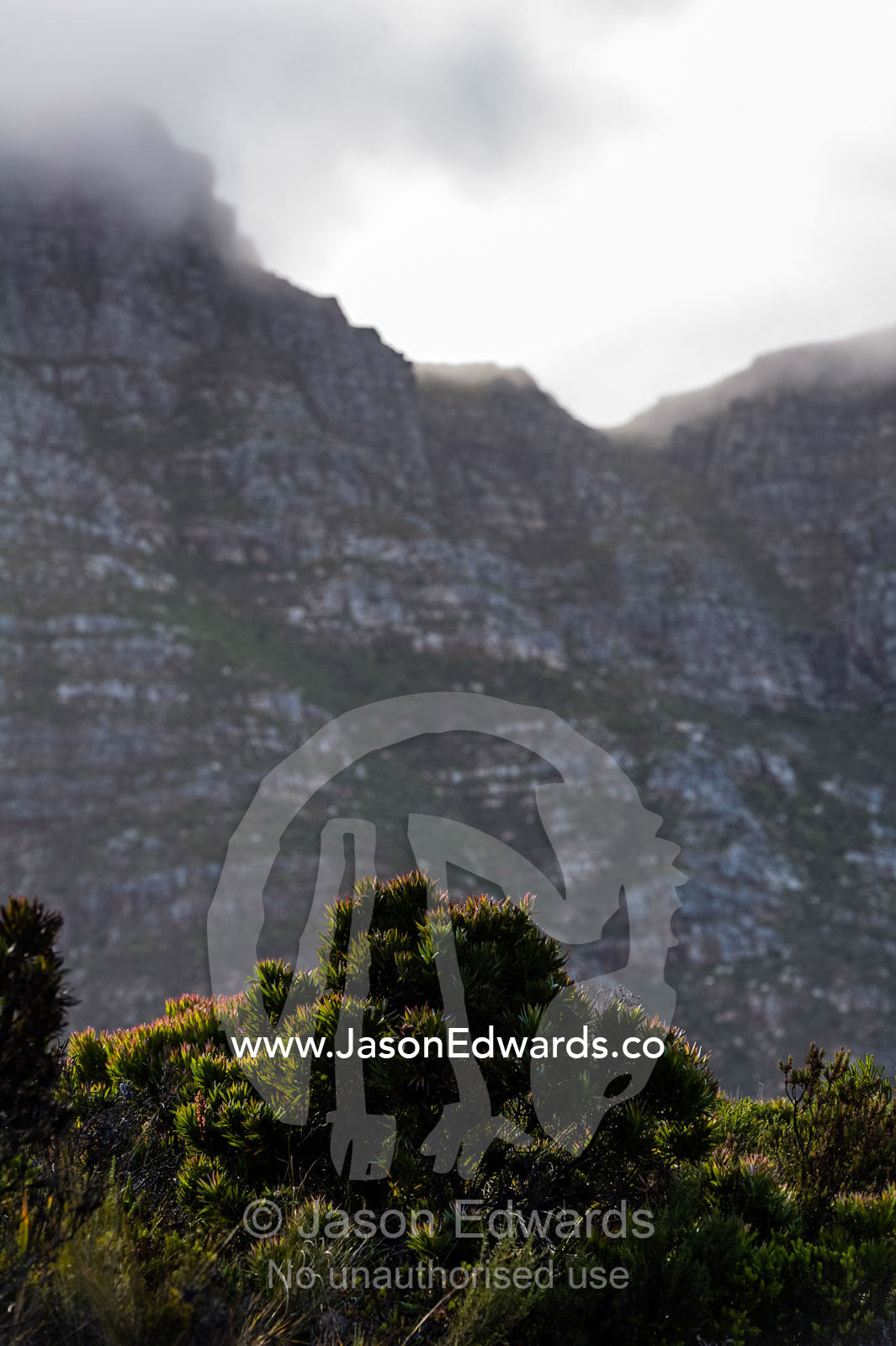 A rugged cliff face rises over the canopy of a Fynbos heathland. Cape Town, Chapmans Peak Drive, Chapmans Peak, Western Cape, Cape Peninsula, South Africa.