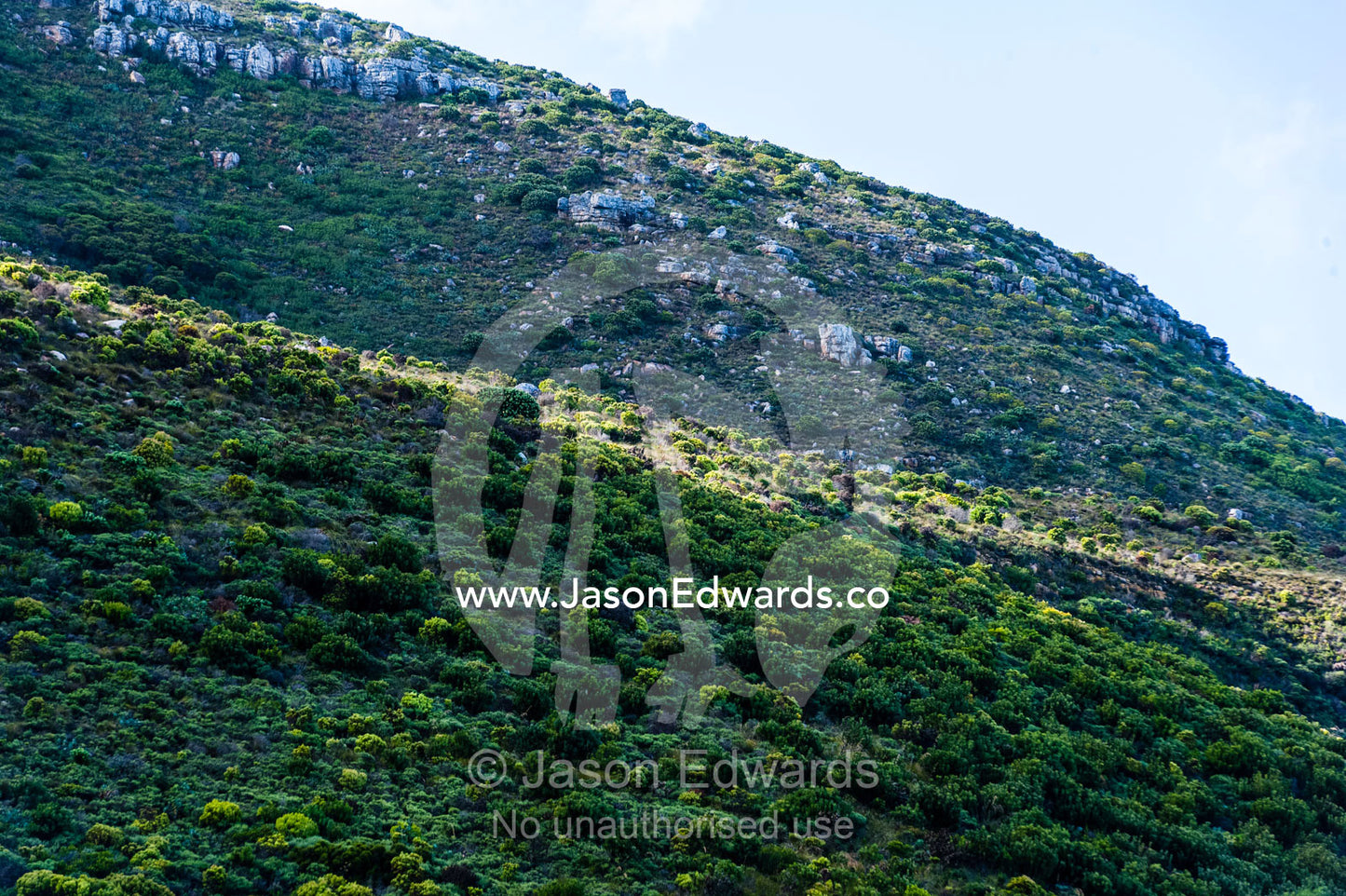 A Fynbos heathland clings to a rugged wind swept coastal hillside. Cape Town, Chapmans Peak Drive, Chapmans Peak, Western Cape, Cape Peninsula, South Africa.