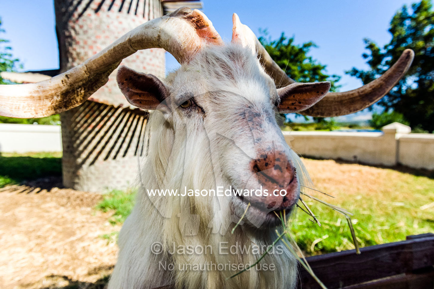 A domestic goat feeding on lucerne grass in a trough. Fairview Wine Estate, Stellenbosch, Western Cape, South Africa.
