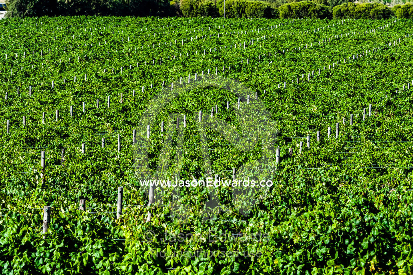 Lush, green grape vines catch the afternoon sunlight in a vineyard. Stellenbosch, Western Cape, South Africa.