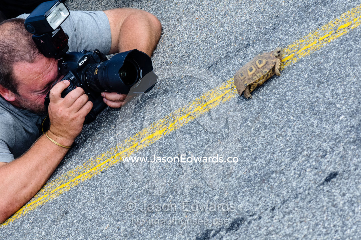 A photographer captures a Leopard Tortoise crossing a road. Kruger National Park, Manyeleti Game Reserve, Limpopo Province, Mpumalanga Province, South Africa.