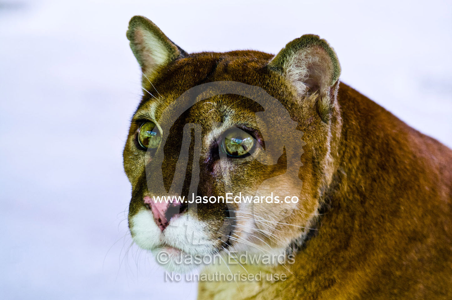 The inquisitive yet serene stare of a Mountain Lion with lime green eyes. Parque de Quistococha, Quistococha Zoo, Iquitos, Amazon Basin, Loreto Region, Maynas Province, Peru.