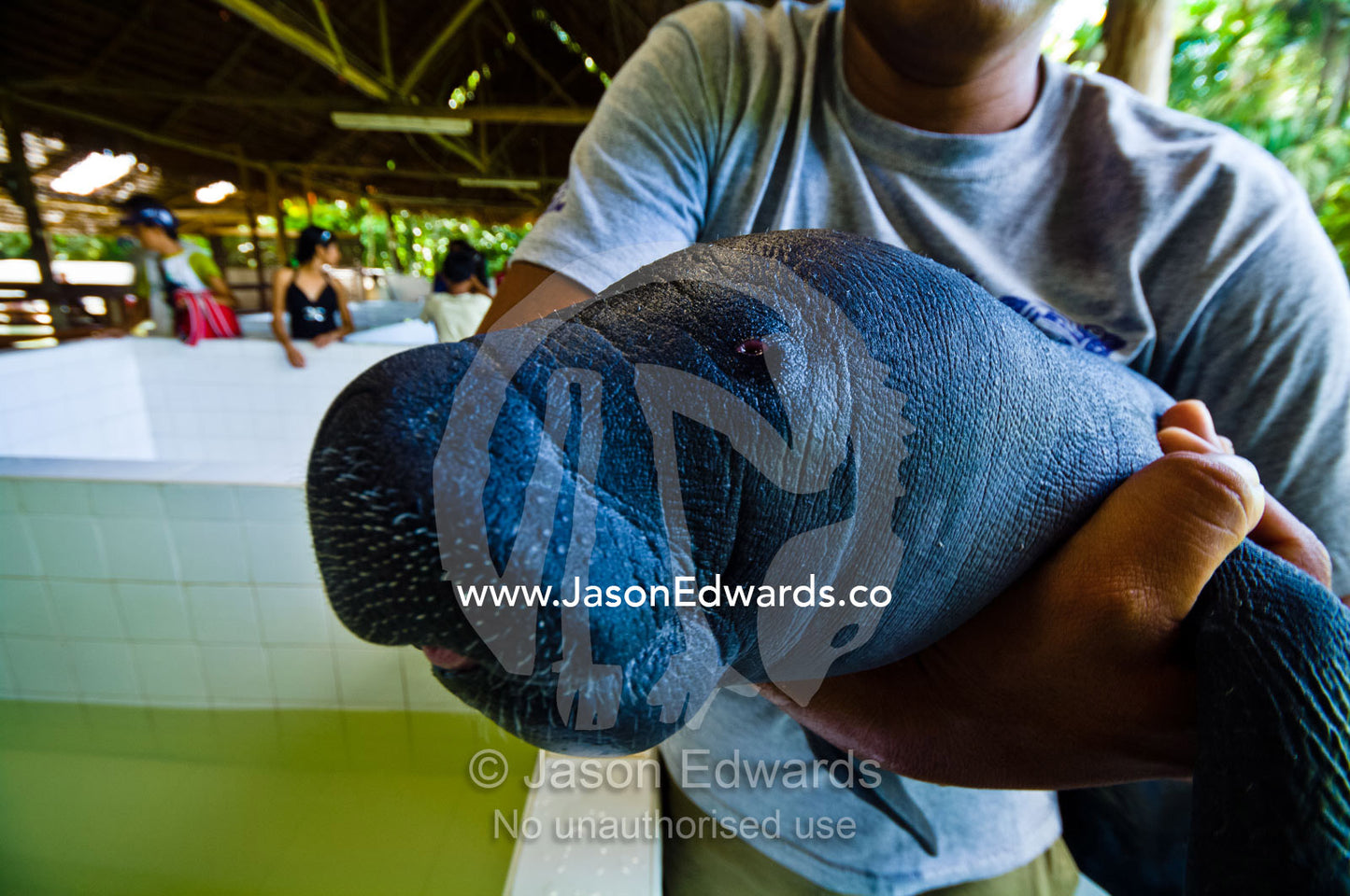 A marine mammal specialist cradling an orphan Amazonian Manatee calf. Iquitos, Amazon Basin, Loreto Region, Maynas Province, Peru.