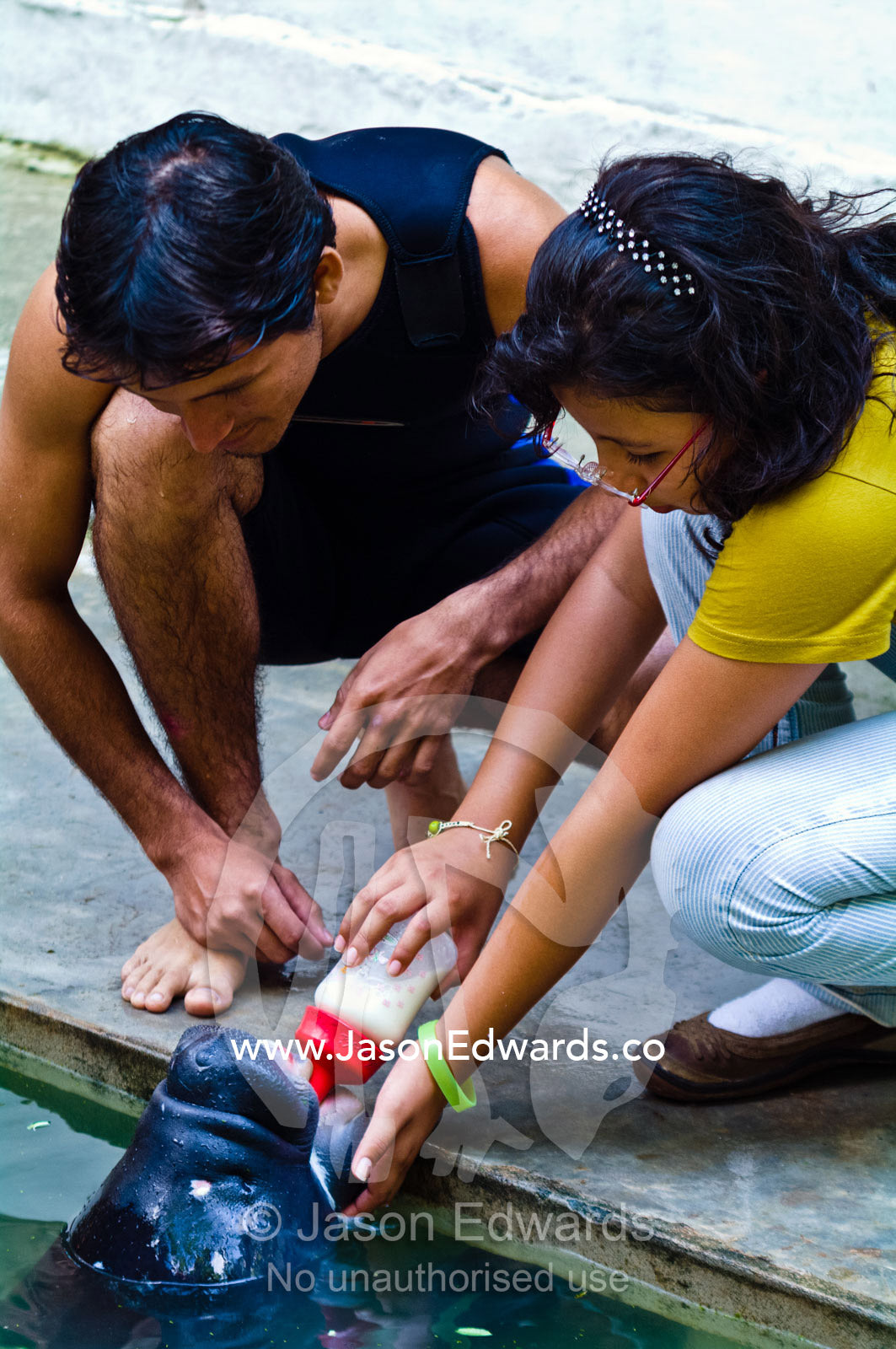 A guest helps a marine mammal specialist feed an orphan Amazonian Manatee calf. Iquitos, Amazon Basin, Loreto Region, Maynas Province, Peru.