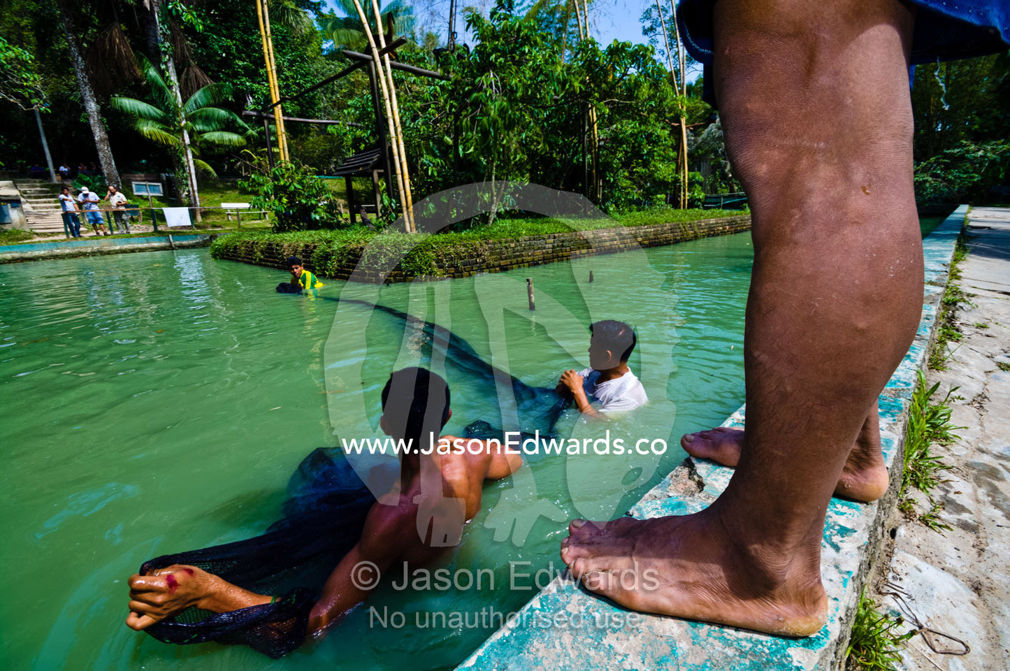 Park rangers and marine mammal experts catch an Amazon River Dolphin to move it to a new pool. Parque de Quistococha, Quistococha Zoo, Iquitos, Amazon Basin, Loreto Region, Maynas Province, Peru.