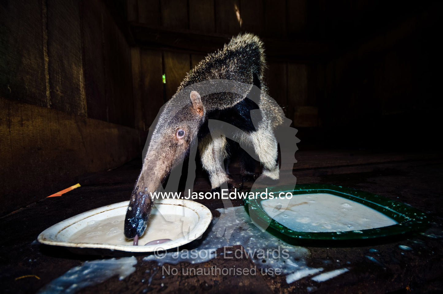 A Giant Anteater laps up an artificial diet in a wooden box after confiscation from poachers. Parque de Quistococha, Quistococha Zoo, Iquitos, Amazon Basin, Loreto Region, Maynas Province, Peru.