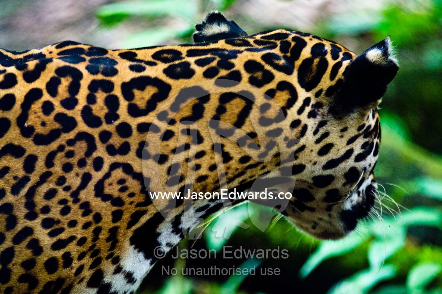 The roseate markings on the coat of a Jaguar listening to sounds in the nearby rainforest. Parque de Quistococha, Quistococha Zoo, Iquitos, Amazon Basin, Loreto Region, Maynas Province, Peru.