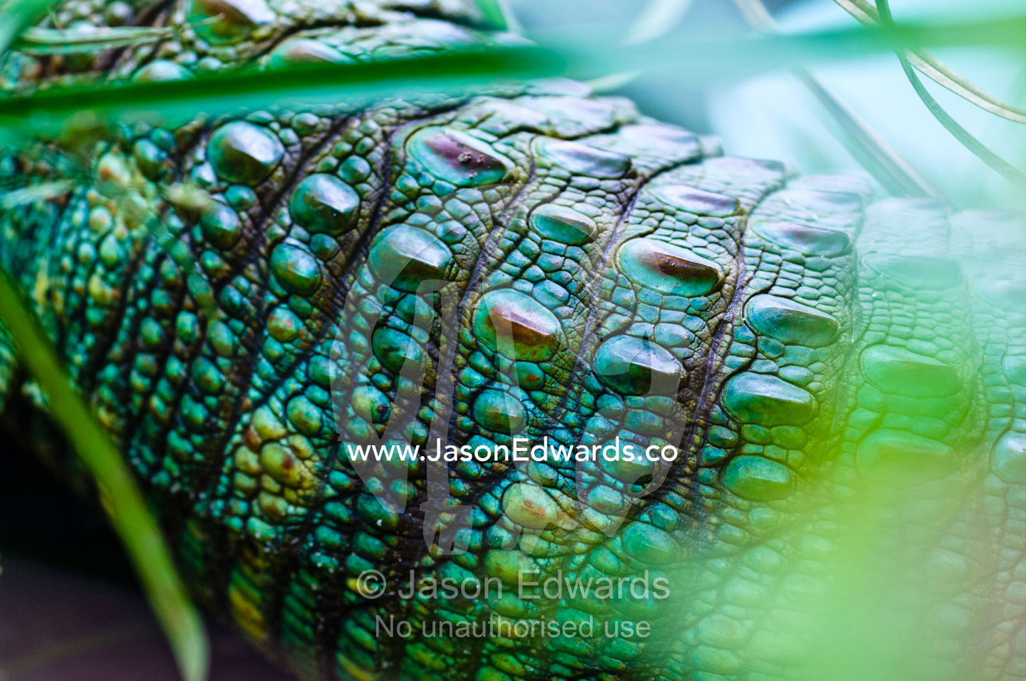 Prehistoric green scales on the flank of a Northern Caiman Lizard hunting in reeds by a river. Parque de Quistococha, Quistococha Zoo, Iquitos, Amazon Basin, Loreto Region, Maynas Province, Peru.