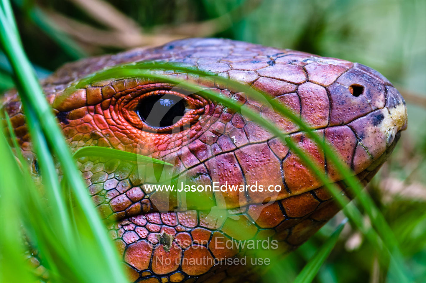 The red scaled head of a northern caiman lizard hunting in reeds beside a river. Parque de Quistococha, Quistococha Zoo, Iquitos, Amazon Basin, Loreto Region, Maynas Province, Peru.
