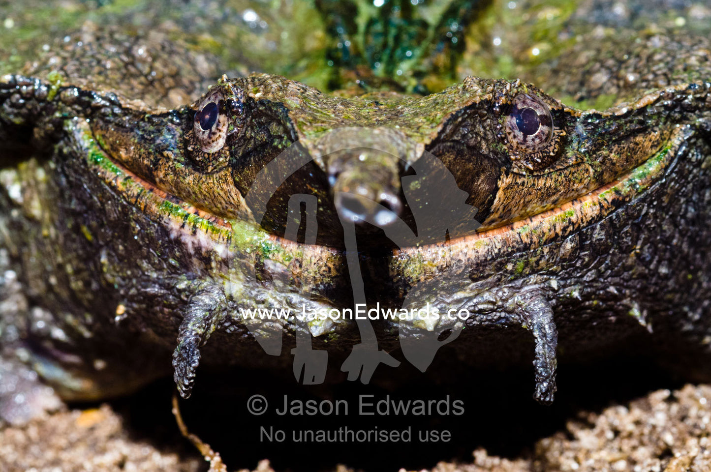 The leaflike head of a Mata Mata turtle with a long snout for breathing from underwater. Parque de Quistococha, Quistococha Zoo, Iquitos, Amazon Basin, Loreto Region, Maynas Province, Peru.