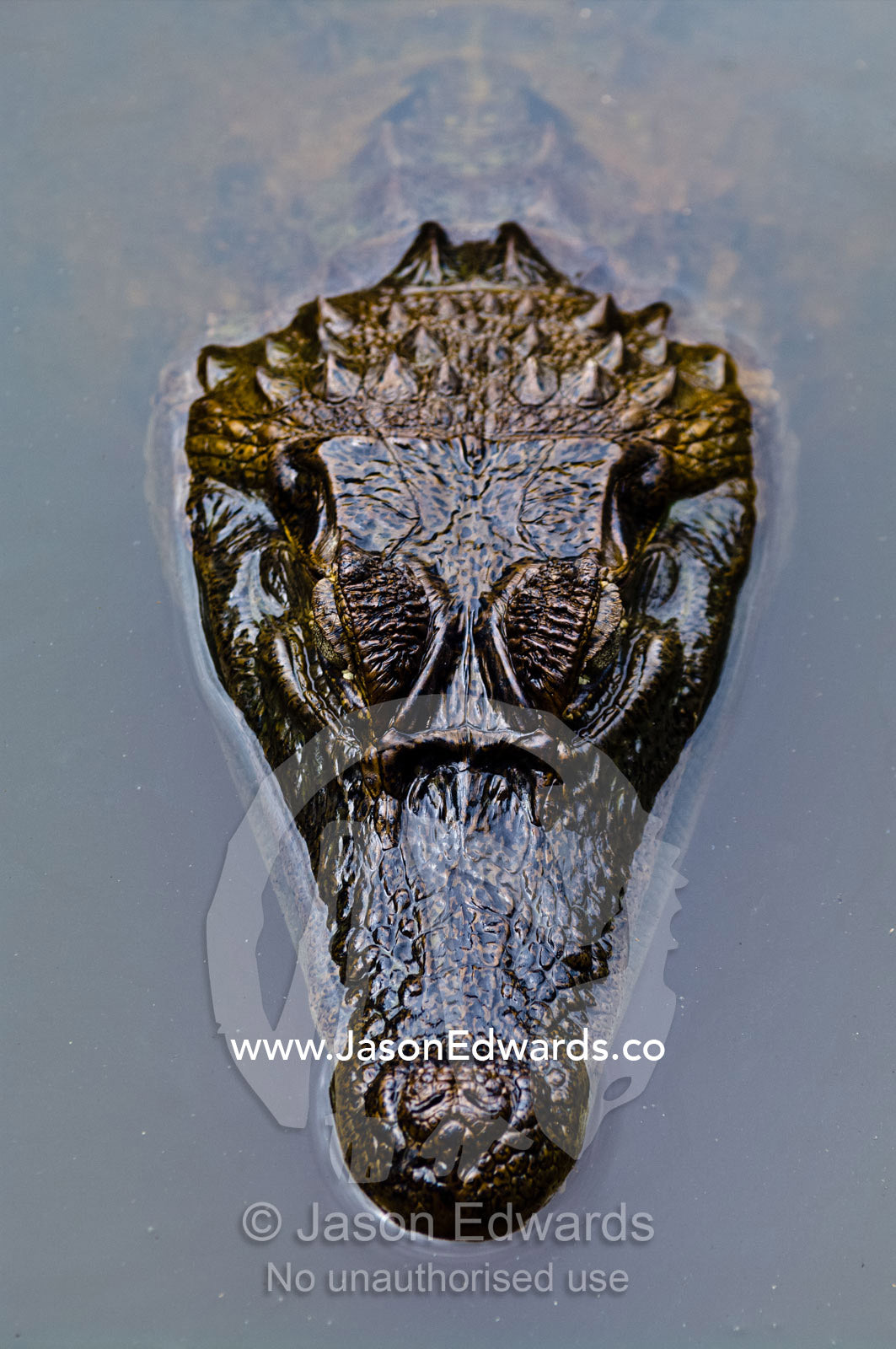 The prehistoric scaled head of a Spectacled Caiman floating on the surface of a wetland pool. Parque de Quistococha, Quistococha Zoo, Iquitos, Amazon Basin, Loreto Region, Maynas Province, Peru.