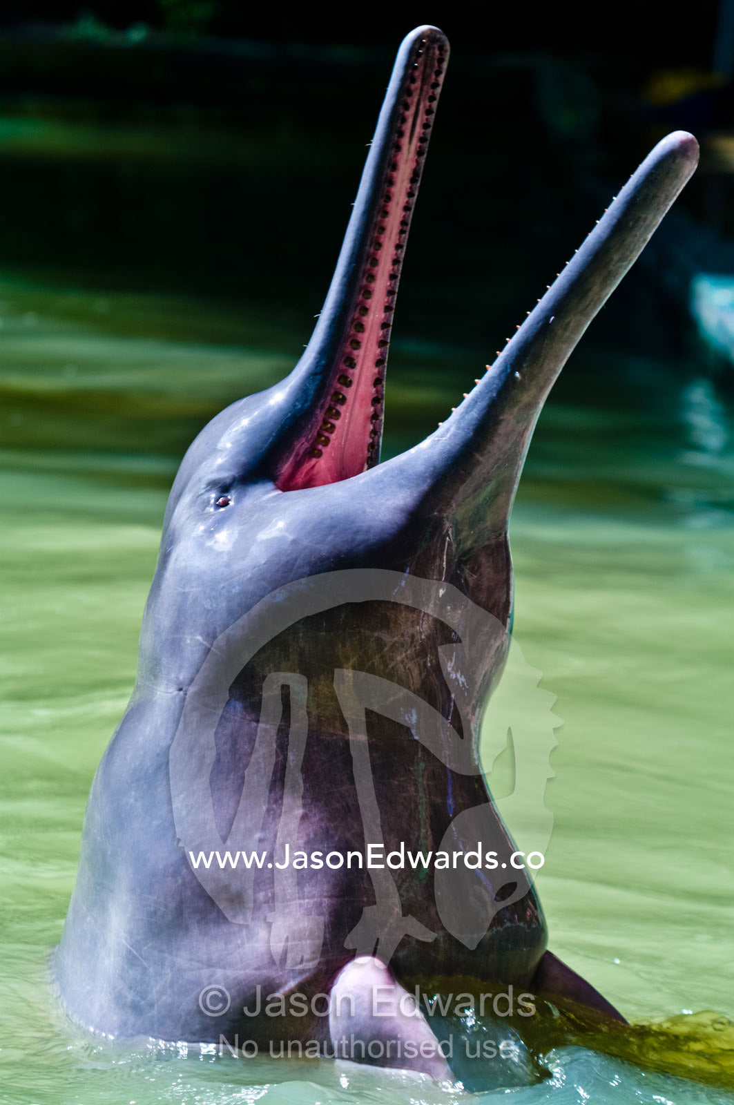An Amazon River Dolphin leaping out of the water displays rows of teeth in its long beak. Parque de Quistococha, Quistococha Zoo, Iquitos, Amazon Basin, Loreto Region, Maynas Province, Peru.