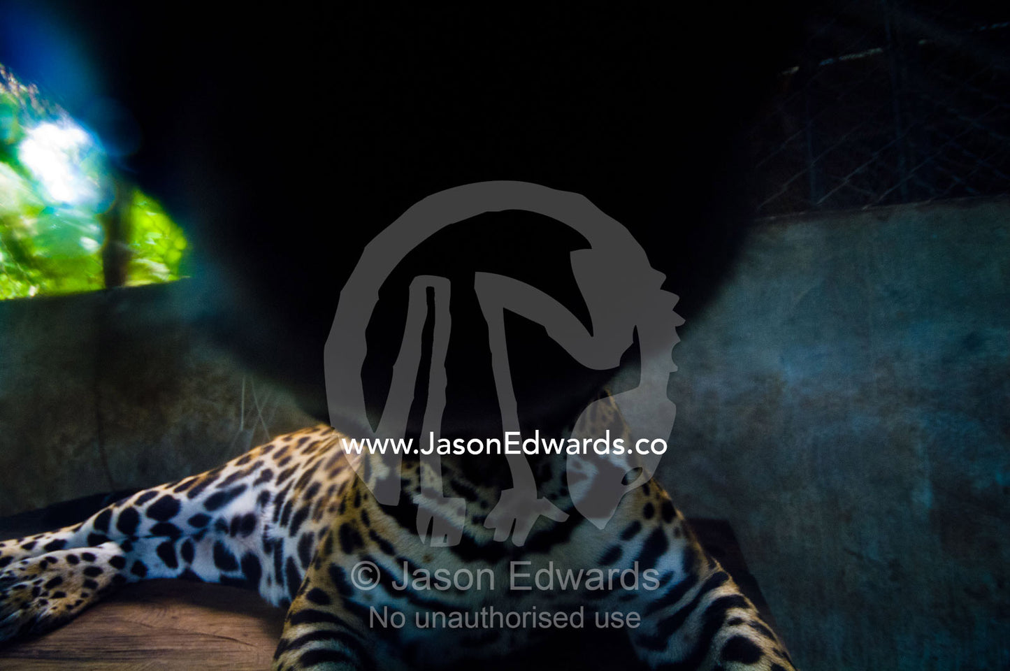 A hand-raised Jaguar sniffing a camera lens after being confiscated from a private home. Parque de Quistococha, Quistococha Zoo, Iquitos, Amazon Basin, Loreto Region, Maynas Province, Peru.