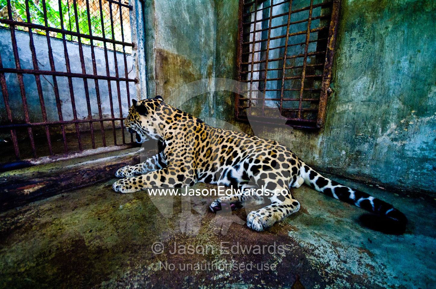 A hand-raised Jaguar rests in a zoo holding cage after being confiscated from a private home by government conservation officers. Parque de Quistococha, Quistococha Zoo, Iquitos, Amazon Basin, Loreto Region, Maynas Province, Peru.