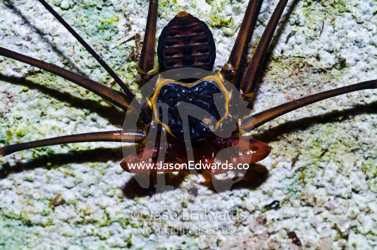 A tailless whip scorpion searches for prey on a tree trunk in the Amazon Rainforest. Parque de Quistococha, Quistococha Zoo, Iquitos, Amazon Basin, Loreto Region, Maynas Province, Peru.