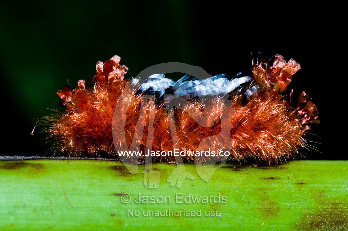 A Tarchon larvae from a moth is protected by a thick coat of poisonous hairs. Parque de Quistococha, Quistococha Zoo, Iquitos, Amazon Basin, Loreto Region, Maynas Province, Peru.