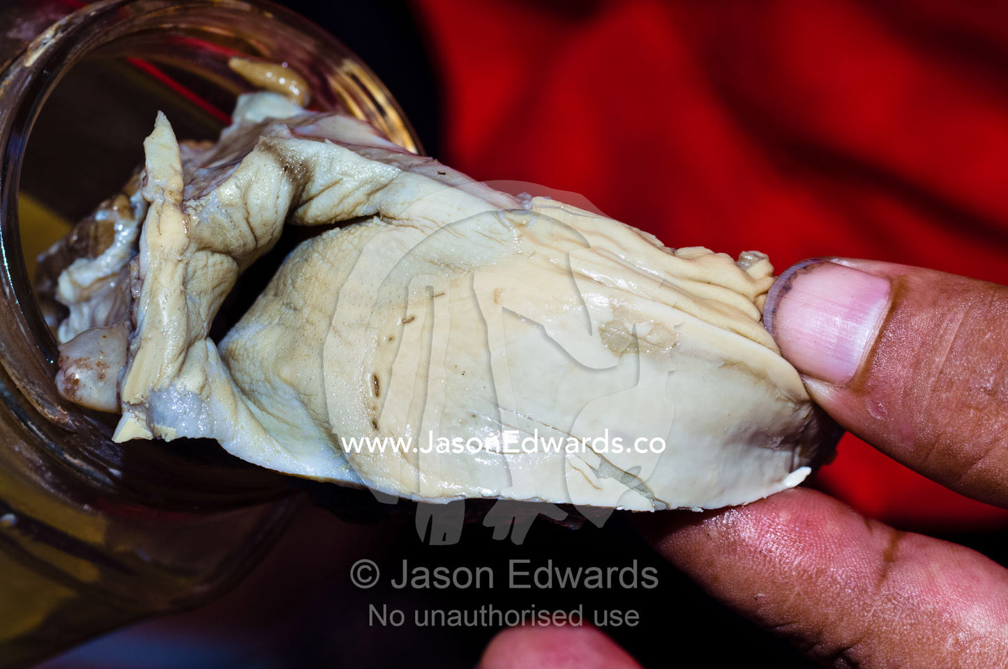 Human teeth marks in the flesh of the vagina of an Amazon River Dolphin used as an aphrodisiac. Belen Market, Iquitos, Amazon Basin, Loreto Region, Maynas Province, Peru.
