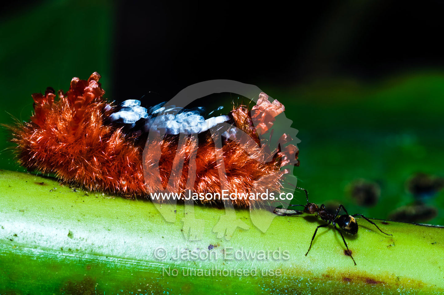 A thick coat of poisonous hairs protects the Tarchon larvae of a moth from attack by an ant. Parque de Quistococha, Quistococha Zoo, Iquitos, Amazon Basin, Loreto Region, Maynas Province, Peru.