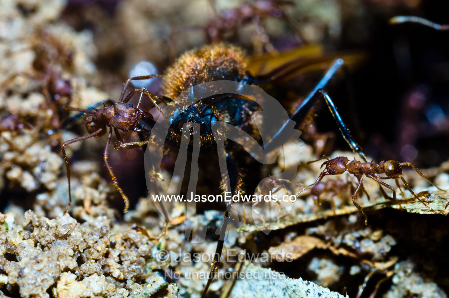 Leaf cutter ant soldiers attacking an alate to drive it from the nest for a nuptial flight. Parque de Quistococha, Quistococha Zoo, Iquitos, Amazon Basin, Loreto Region, Maynas Province, Peru.