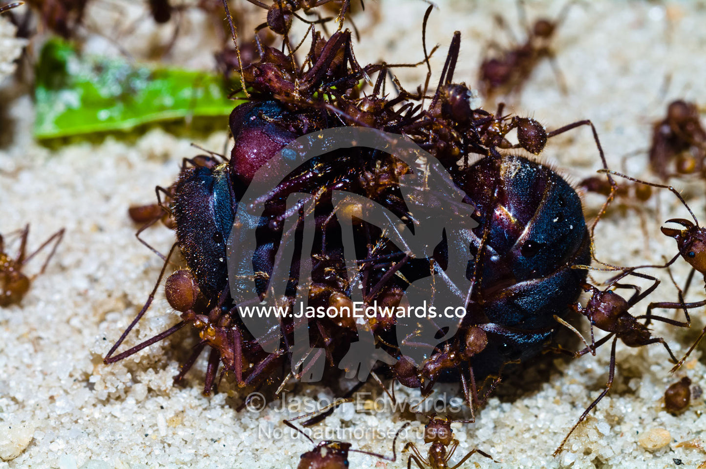 Leaf cutter ant soldiers attack and dismember a rival alate queen captured on her nuptial flight. Parque de Quistococha, Quistococha Zoo, Iquitos, Amazon Basin, Loreto Region, Maynas Province, Peru.