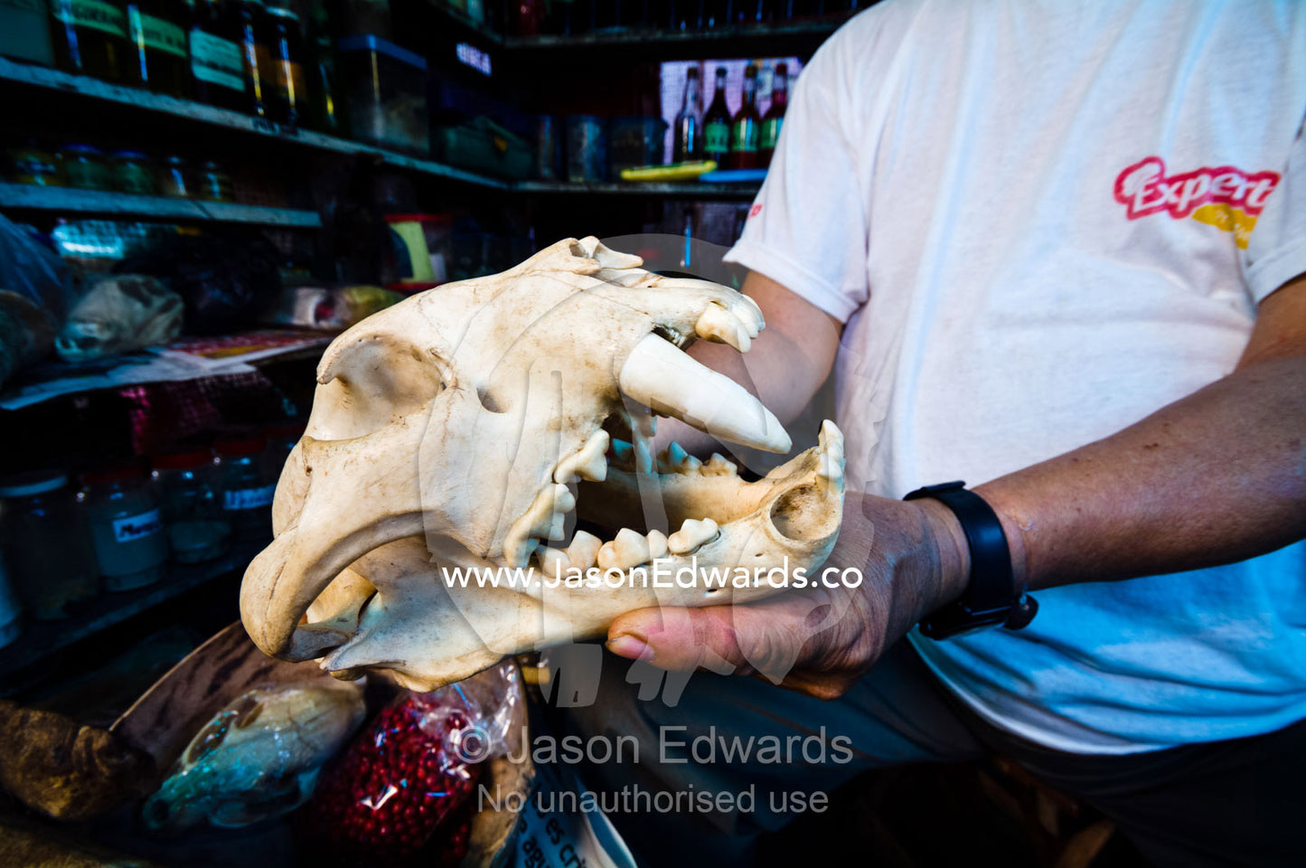 A shop owner displays a Jaguar skull for sale for traditional medicine in a black market. Belen Market, Iquitos, Amazon Basin, Loreto Region, Maynas Province, Peru.