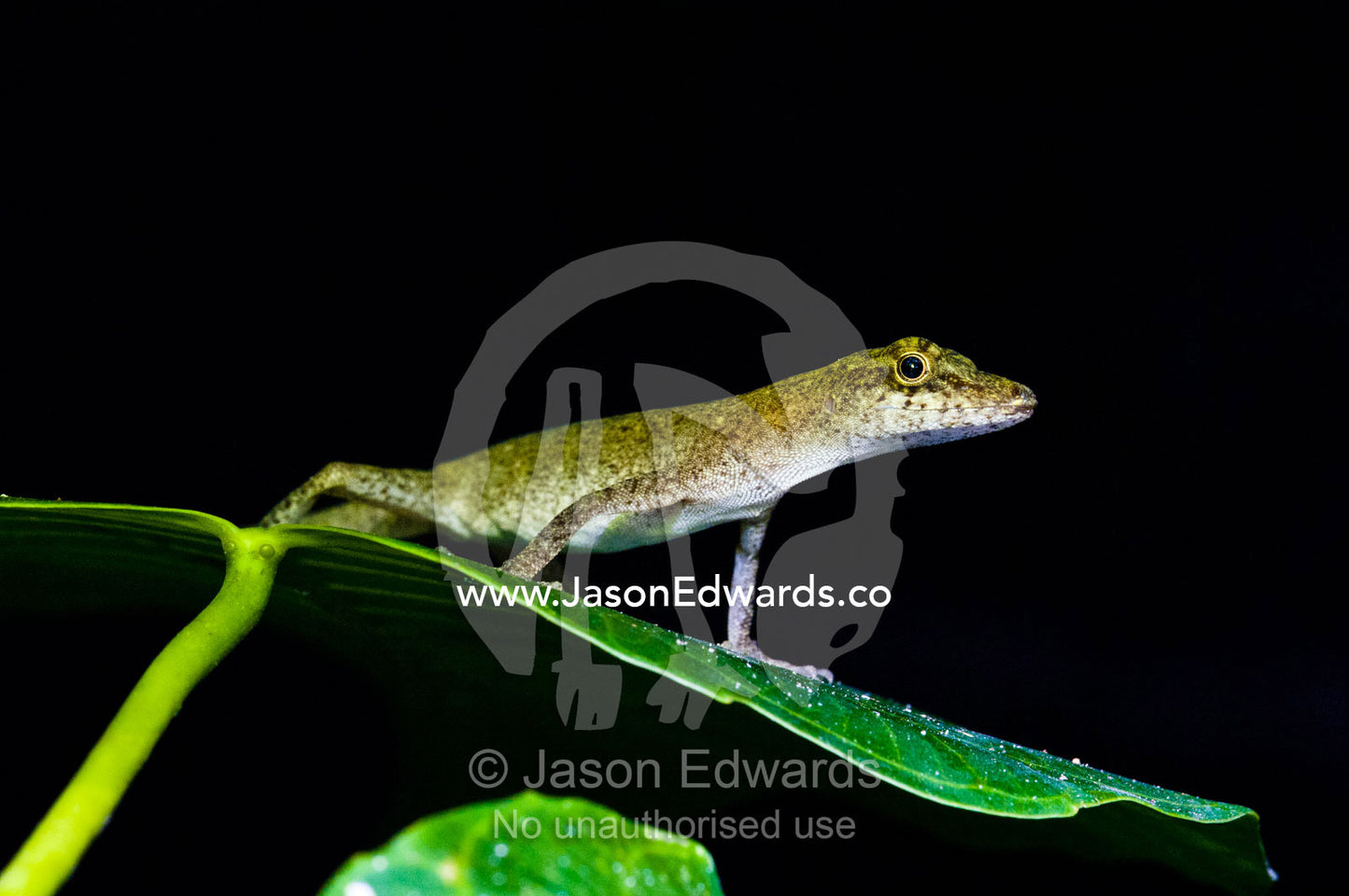 A slender Amazon anole perched upon a leaf in the Amazon rainforest. Parque de Quistococha, Quistococha Zoo, Iquitos, Amazon Basin, Loreto Region, Maynas Province, Peru.