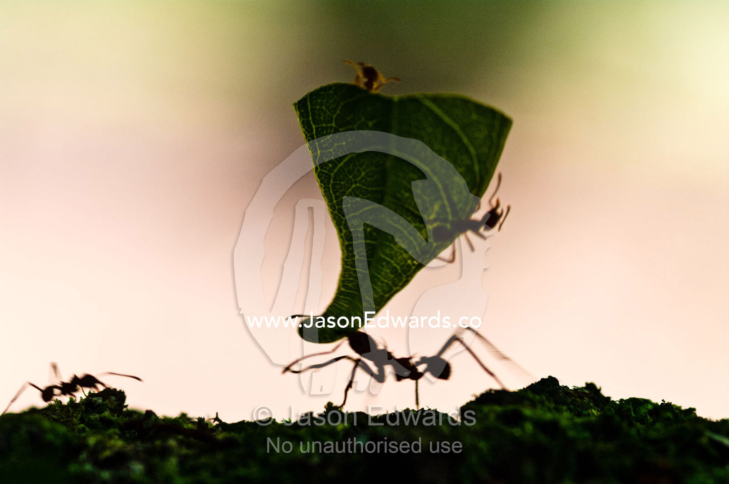 Leafcutter ants hitchhike a ride on a leaf fragment en route to the nest via a worker ant. Parque de Quistococha, Quistococha Zoo, Iquitos, Amazon Basin, Loreto Region, Maynas Province, Peru.