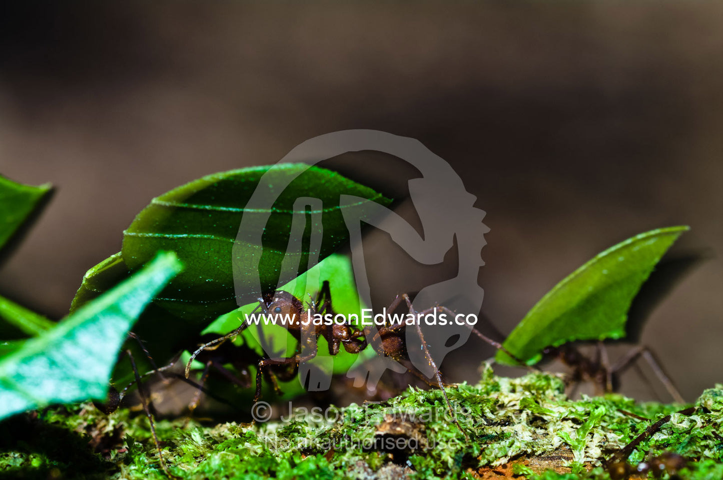 A leafcutter ant carrying a fragment of a tree leaf in the Amazon rainforest back to the nest. Parque de Quistococha, Quistococha Zoo, Iquitos, Amazon Basin, Loreto Region, Maynas Province, Peru.