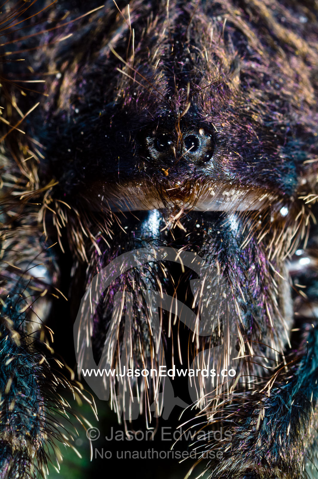 Menacing eyes peer from the hairy face of a Peruvian pinktoe tarantula above a set of chelicerae. Amazon River, Amazon Basin, Loreto Region, Maynas Province, Peru.